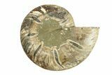 Cut & Polished Ammonite Fossil (Half) - Madagascar #270336-1